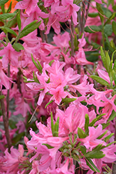 Northern Lights Azalea (Rhododendron 'Northern Lights') at Creekside Home & Garden
