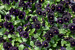 Sorbet Black Delight Pansy (Viola 'Sorbet Black Delight') at Creekside Home & Garden