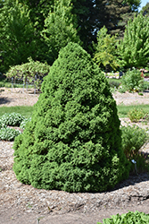 Dwarf Alberta Spruce (Picea glauca 'Conica') at Creekside Home & Garden