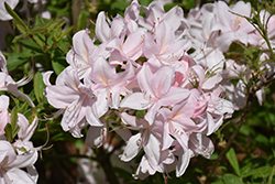 White Lights Azalea (Rhododendron 'White Lights') at Creekside Home & Garden