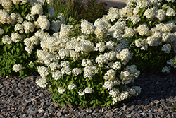 Bobo Hydrangea (Hydrangea paniculata 'ILVOBO') at Creekside Home & Garden