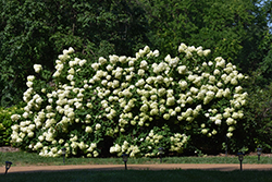 Limelight Hydrangea (Hydrangea paniculata 'Limelight') at Creekside Home & Garden
