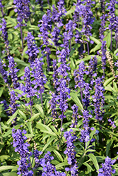 Velocity Blue Salvia (Salvia farinacea 'Velocity Blue') at Creekside Home & Garden