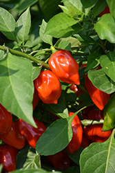 Primero Red Pepper (Capsicum chinense 'Primero Red') at Creekside Home & Garden