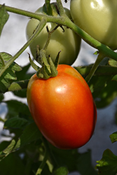 Roma Tomato (Solanum lycopersicum 'Roma') at Creekside Home & Garden
