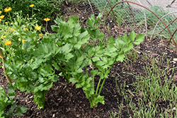 Celery (Apium graveolens) at Creekside Home & Garden