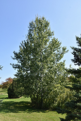 Trembling Aspen (Populus tremuloides) at Creekside Home & Garden