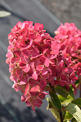 Fire Light Hydrangea (Hydrangea paniculata 'SMHPFL') at Creekside Home & Garden