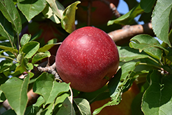 Haralred Apple (Malus 'Haralred') at Creekside Home & Garden