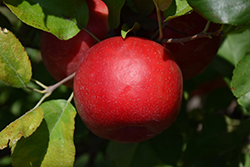 Haralred Apple (Malus 'Haralred') at Creekside Home & Garden