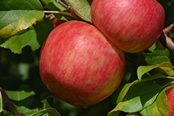 Haralson Apple (Malus 'Haralson') at Creekside Home & Garden