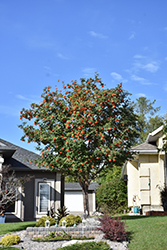 Russian Mountain Ash (Sorbus aucuparia 'Rossica') at Creekside Home & Garden
