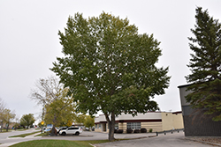 Northwest Poplar (Populus x jackii 'Northwest') at Creekside Home & Garden