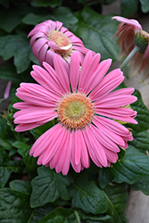 Pink Gerbera Daisy (Gerbera 'Pink') at Creekside Home & Garden