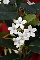 Madagascar Jasmine (Stephanotis floribunda) at Creekside Home & Garden