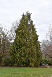 Weeping Nootka Cypress (Chamaecyparis nootkatensis 'Pendula') at Creekside Home & Garden