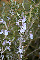 Tuscan Blue Rosemary (Rosmarinus officinalis 'Tuscan Blue') at Creekside Home & Garden