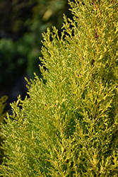 Wilma Goldcrest Monterey Cypress (Cupressus macrocarpa 'Wilma Goldcrest') at Creekside Home & Garden