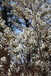 Autumn Brilliance Serviceberry (Amelanchier x grandiflora 'Autumn Brilliance') at Creekside Home & Garden