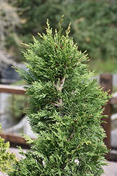 Emerald Isle Leyland Cypress (Cupressocyparis x leylandii 'Moncal') at Creekside Home & Garden