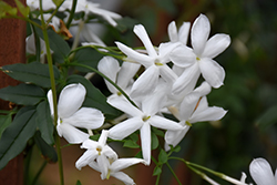 Climbing Jasmine (Jasminum polyanthum) at Creekside Home & Garden
