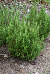 Barbeque Rosemary (Rosmarinus officinalis 'Barbeque') at Creekside Home & Garden