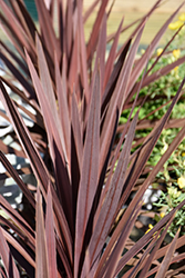 Red Star Red Grass Tree (Cordyline australis 'Red Star') at Creekside Home & Garden