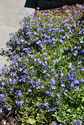 Techno Electric Blue Lobelia (Lobelia erinus 'Techno Electric Blue') at Creekside Home & Garden