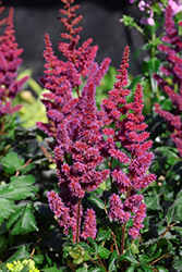 Visions in Red Chinese Astilbe (Astilbe chinensis 'Visions in Red') at Creekside Home & Garden
