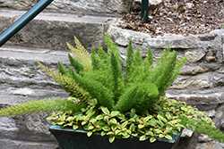 Myers Foxtail Fern (Asparagus densiflorus 'Myers') at Creekside Home & Garden