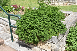 Parsley (Petroselinum crispum) at Creekside Home & Garden