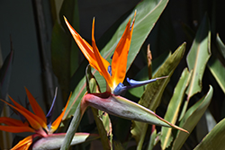Orange Bird Of Paradise (Strelitzia reginae) at Creekside Home & Garden