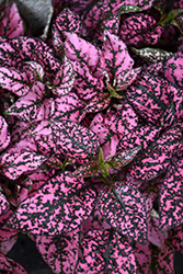 Splash Select Pink Polka Dot Plant (Hypoestes phyllostachya 'PAS2341') at Creekside Home & Garden