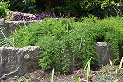 Sprengeri Asparagus Fern (Asparagus densiflorus 'Sprengeri') at Creekside Home & Garden
