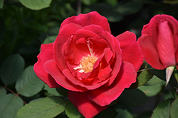Winnipeg Parks Rose (Rosa 'Winnipeg Parks') at Creekside Home & Garden