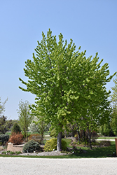 Silver Cloud Silver Maple (Acer saccharinum 'Silver Cloud') at Creekside Home & Garden