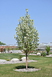 Starlite Flowering Crab (Malus 'Jeflite') at Creekside Home & Garden