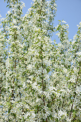 Starlite Flowering Crab (Malus 'Jeflite') at Creekside Home & Garden