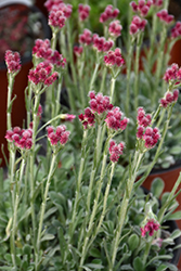 Red Pussytoes (Antennaria dioica 'Rubra') at Creekside Home & Garden