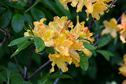 Golden Lights Azalea (Rhododendron 'Golden Lights') at Creekside Home & Garden