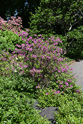 Lilac Lights Azalea (Rhododendron 'Lilac Lights') at Creekside Home & Garden