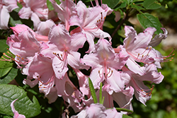Candy Lights Azalea (Rhododendron 'Candy Lights') at Creekside Home & Garden