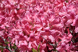 Rosy Lights Azalea (Rhododendron 'Rosy Lights') at Creekside Home & Garden