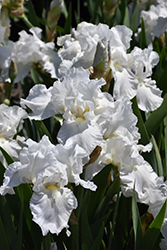 Immortality Iris (Iris 'Immortality') at Creekside Home & Garden