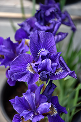 Ruffled Velvet Iris (Iris sibirica 'Ruffled Velvet') at Creekside Home & Garden