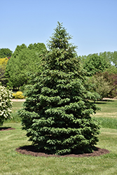 Black Hills Spruce (Picea glauca var. densata) at Creekside Home & Garden