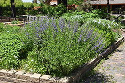 Blue Wild Indigo (Baptisia australis) at Creekside Home & Garden