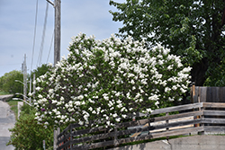 White French Lilac (Syringa vulgaris 'Alba') at Creekside Home & Garden