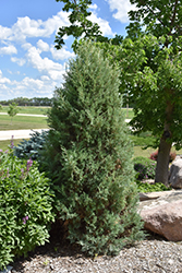 Medora Juniper (Juniperus scopulorum 'Medora') at Creekside Home & Garden