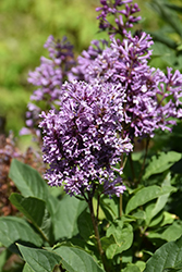 Charisma Lilac (Syringa x prestoniae 'Charisma') at Creekside Home & Garden